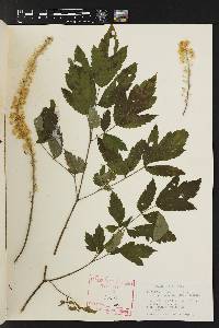 Actaea racemosa image