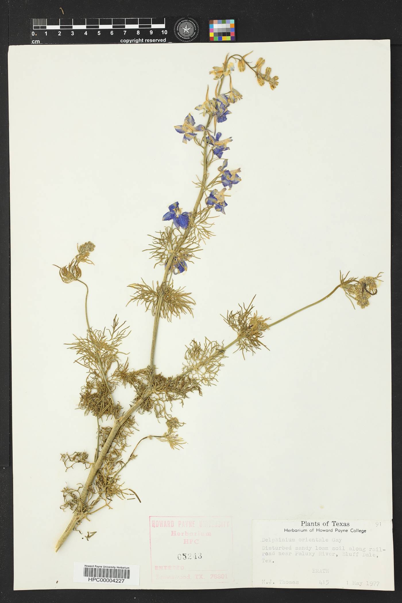 Delphinium orientale image