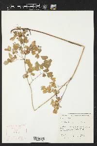 Thalictrum fendleri image