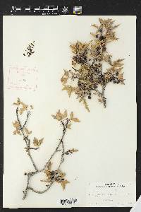 Alloberberis trifoliolata image