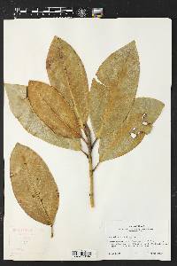Magnolia grandiflora image