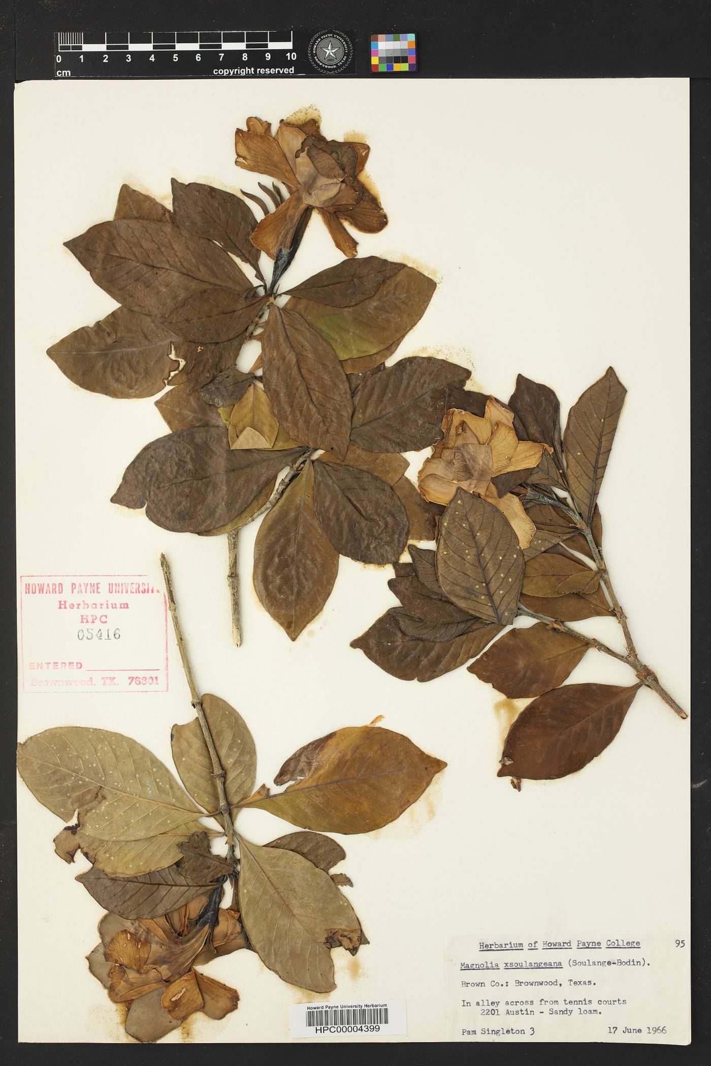 Magnolia x soulangeana image