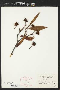 Illicium floridanum image