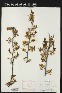Prunus reverchonii image