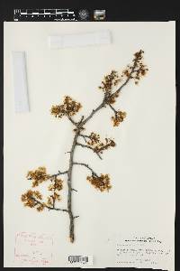 Prunus mexicana image