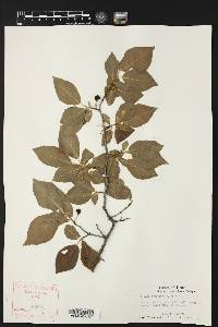 Prunus mexicana image