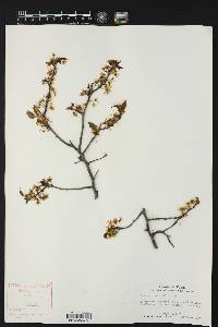 Prunus reverchonii image