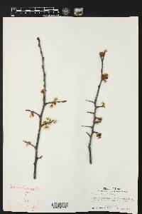 Prunus mexicana image