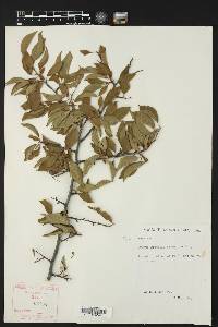 Prunus gracilis image