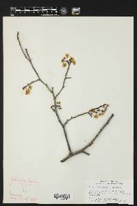 Prunus munsoniana image