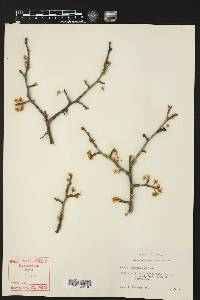 Prunus mexicana image