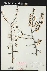 Prunus reverchonii image