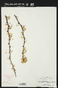 Prunus reverchonii image