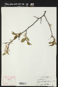 Prunus reverchonii image