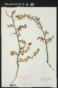 Prunus reverchonii image