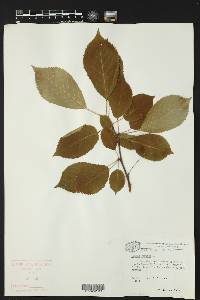 Prunus cerasus image