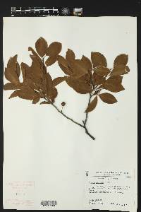 Prunus maritima image