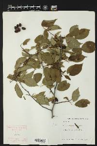 Prunus rivularis image