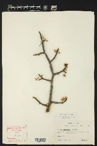 Prunus mexicana image