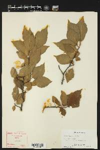 Prunus mexicana image