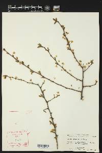 Prunus reverchonii image