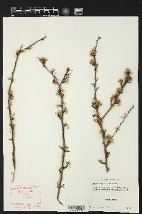 Prunus angustifolia image