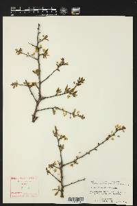 Prunus reverchonii image