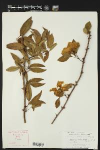 Rosa setigera image