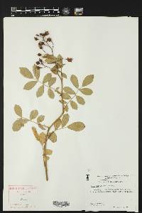 Rosa multiflora image