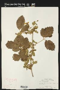 Rubus trivialis image