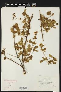 Rubus trivialis image