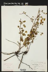 Rubus trivialis image