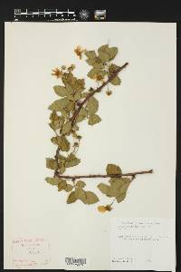 Rubus oklahomus image