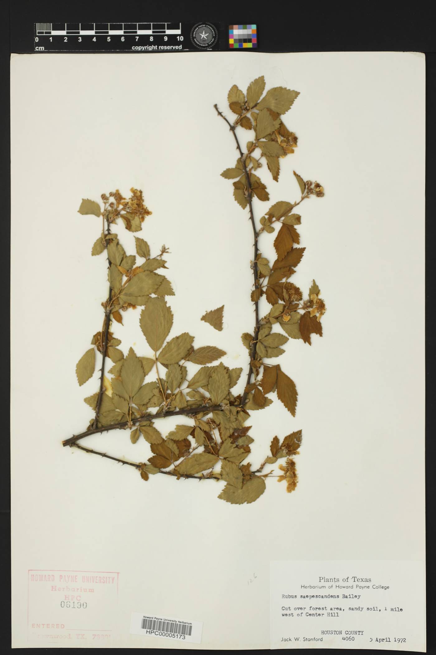 Rubus saepescandens image