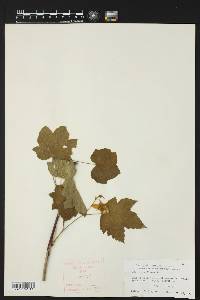 Rubus parviflorus image