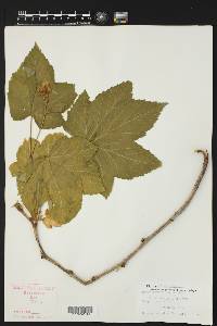 Rubus parviflorus image