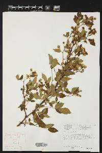 Rubus argutus image