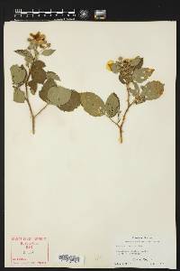 Rubus mollior image