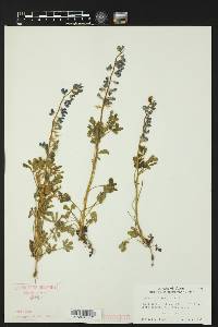 Lupinus subcarnosus image