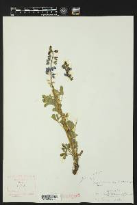 Lupinus subcarnosus image