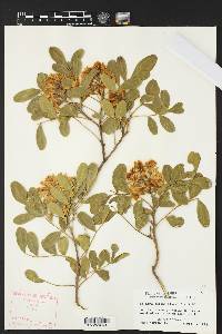 Dermatophyllum secundiflorum image