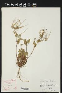 Erodium texanum image