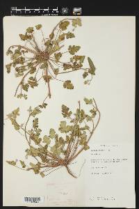 Erodium texanum image