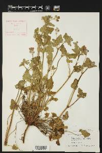 Erodium texanum image