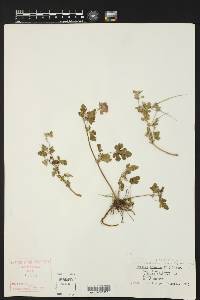 Erodium texanum image