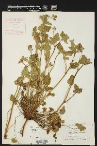 Erodium texanum image