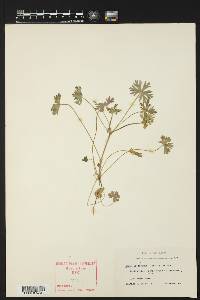 Geranium texanum image