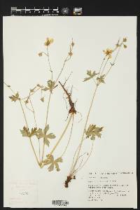 Geranium richardsonii image