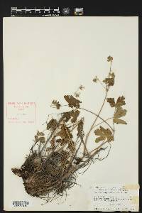 Geranium caespitosum image