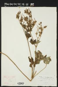 Geranium viscosissimum image